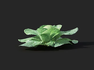 Fresh Healthy Green Cabbage With Vibrant Crisp Leaves On Black Background 3d model