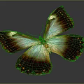 Exquisite Brown And Iridescent Blue Butterfly With Spotted Spread Wings On Dark Background
