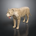 Standing Light Brown Lion With Open Mouth And Dark Background Reflection