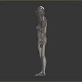 Detailed 3D Rendering Human Skeleton Limb Bones Anatomical Structure Male Female Models