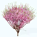 Stunning Flowering Arbor with Lush Pink Blossoms and Fresh Green Branches