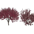 Red Foliage Arbor Trees With Lush Branches In White Background 3d model