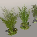 Bamboo Plants With Stones And Moss In Landscape