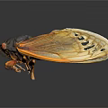 Cicada Recently Molted Exoskeleton With Transparent Wings And Detailed Body Structure 3d model