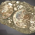 Natural Stone Specimen With Ammonite Fossils And Surrounding Shell Fragments 3d model