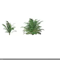 Lush Green Palm Plants Featuring Two Healthy Varieties with Vibrant Foliage