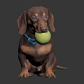 Dachshund With Blue Collar Holding Tennis Ball Standing On Black Reflective Surface Against Dark Background