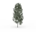 Single Green Tree Standing Tall Against Plain White Background in Isolated Scene 3d model