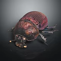Shiny Dark Red Purple Beetle With Exoskeleton Legs And Antennae On Dark Background