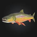 Vibrant Colored Trout Fish With Red Spots Yellow Green Body And Orange Fins