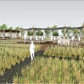 Beautiful Pastoral Scenery With Lush Rice Field Bamboo Shelter People Walking And Clear Blue Sky