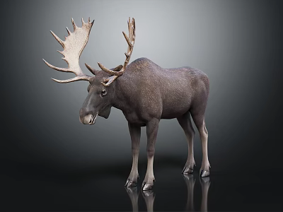 Moose With Large Antlers Standing On Dark Background With Reflection 3d model
