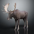 Moose With Large Antlers Standing On Dark Background With Reflection 3d model