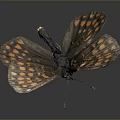Vibrant Orange And White Patterned Butterfly Wings On Gray Background With Reflection