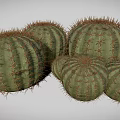Group of Round Green Cacti with Sharp Spines on White Background 3d model