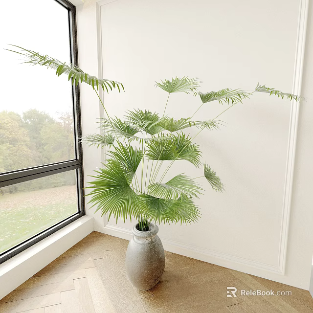 Lush Green Fan Palm Potted Plant Indoor With Ceramic Pot And Natural Light Near Window 3d model 