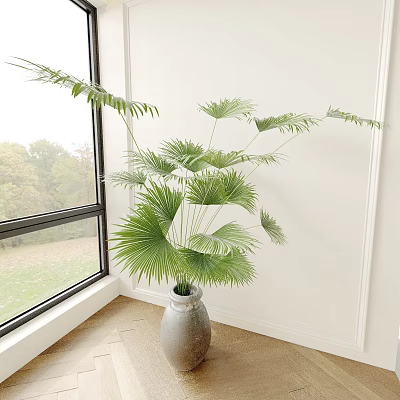Lush Green Fan Palm Potted Plant Indoor With Ceramic Pot And Natural Light Near Window 3d model