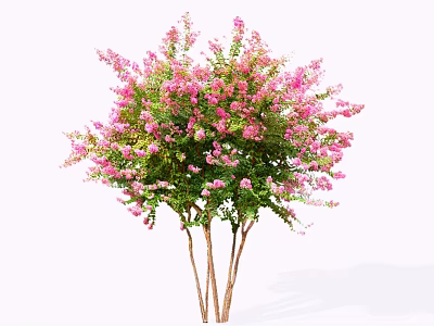 Beautiful Flowering Tree With Pink Blossoms Green Leaves And Multiple Trunks 3d model