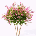 Beautiful Flowering Tree With Pink Blossoms Green Leaves And Multiple Trunks