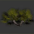 Green Fan Shaped Palm Plant With Lush Leaves And Brown Trunk