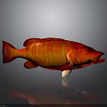 Vibrant Red Fish With Yellow Stripes On Dark Background Showing Reflection