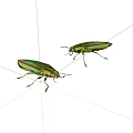 insect flower tortoise beetle 3d model