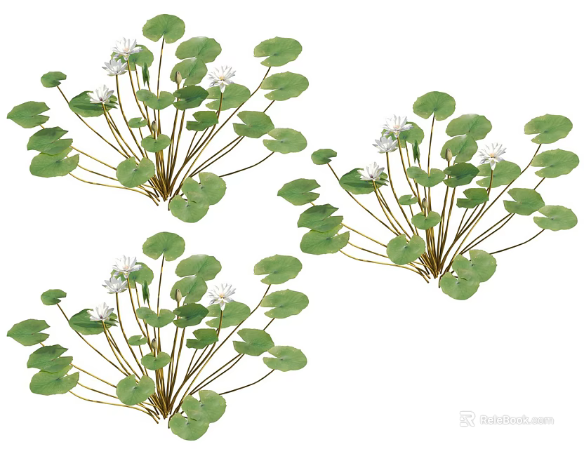 Aquatic Plants With Green Round Leaves And Small White Flowers Growing In Clusters 3d model 