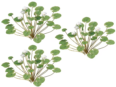 Aquatic Plants With Green Round Leaves And Small White Flowers Growing In Clusters 3d model