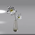 Transparent Glass Vase With White Flowers And Yellow Center On Minimalist Background