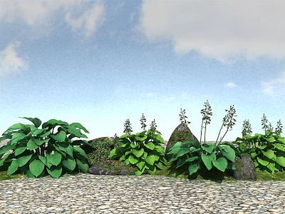 Lush Green Flowers with Broad Leaves Slender Stems Stones and Gravel Path Under Blue Sky 3d model