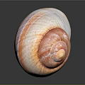 Modern Conch Bone Snail 3d model