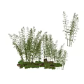 Lush Dense Bamboo Forest with Natural Rocks and Scenic Greenery View