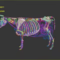 3D Bovine Anatomical Model for Veterinary Medical Device Displaying Skeletal and Vascular Systems