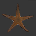 Closeup Of Vibrant Orange Starfish With Spiky Arms On Dark Background