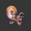 Nautilus With Orange And White Spiral Shell And Curled Tentacles On Dark Background