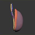 3D Inner Ear Anatomical Medical Device Model with Structural Details for Medical Education