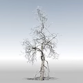 Tall Tree With Sturdy Trunk Spreading Branches And Clear Sky Background 3d model