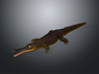 Crocodile Alligator Nile Crocodile carnivore reptile cold-blooded animal reptile 3d model