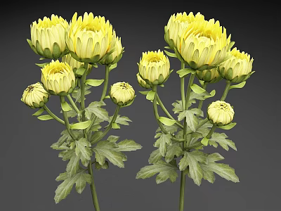 Yellow Chrysanthemum 3D Model With Blooming Flowers Buds And Green Leaves 3d model
