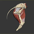 Detailed Human Anatomical Model Showing Skeleton Muscles Pelvic And Thigh Structures