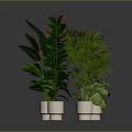 Indoor Green Leafy Plants In White Pots On Dark Background