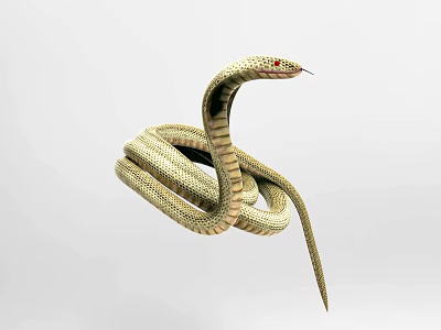 Striking Yellow Patterned Reptile Snake Coiled with Raised Head and Red Eyes 3d model