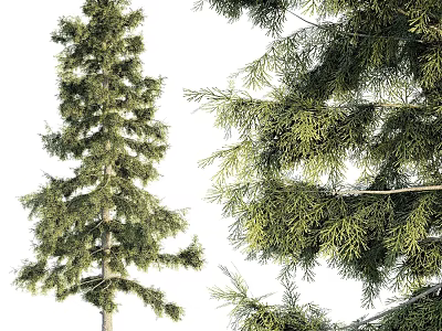 Tall Arbor With Lush Green Branches And Dense Evergreen Foliage 3d model