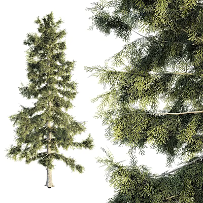 conifer tree big tree 3d model conifer tree big tree 3d model