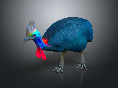 Vibrant Cassowary With Blue Feathers Red Wattles And Distinctive Casque On Gray Background 3d model