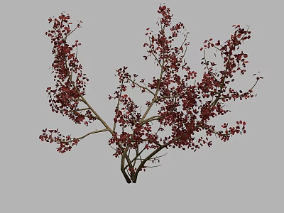 Ornamental Arbor With Red Blossoms And Elegant Spreading Branches In Full Bloom 3d model