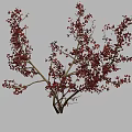 Ornamental Arbor With Red Blossoms And Elegant Spreading Branches In Full Bloom