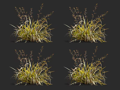 Decorative Ornamental Grasses With Green Yellow Foliage Slender Stems And Seed Heads 3d model