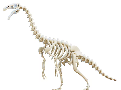 Realistic Dinosaur Skeleton Decorative Ornament Animal Bone Model For Home 3d model