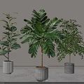 Various Lush Green Leaf Potted Plants In Different Ceramic Pots For Indoor Home Decor